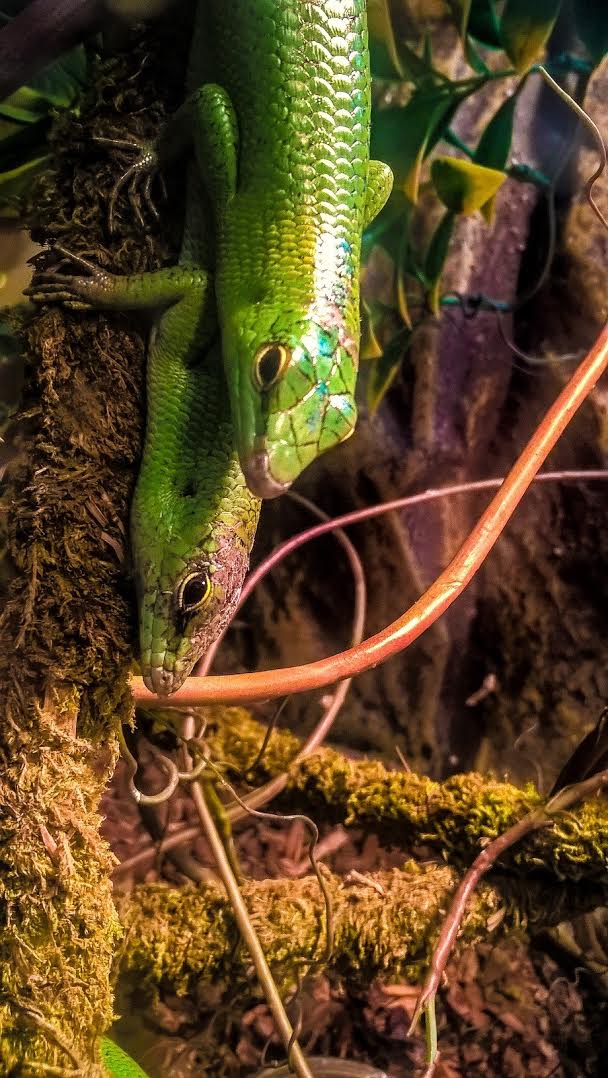 Species Profile: Emerald Tree Skink - Cyani Black